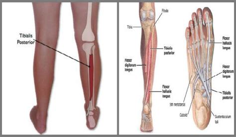 Tibialis Posterior Origin Insertion Anatomy And Function Anatomy