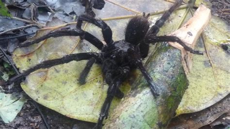 Theraphosidae sp. (Tarantula sp.) | MarkEisingBirding
