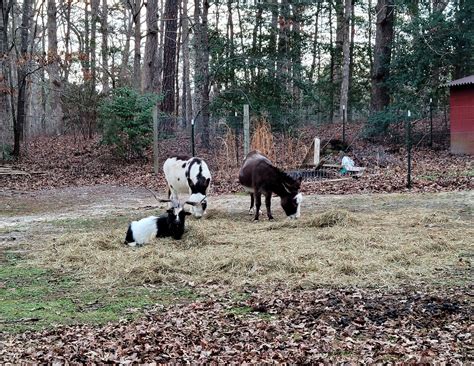 craigslist thumb farm and garden 4