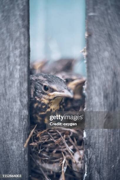 32 Wood Thrush Nest Stock Photos, High-Res Pictures, and Images - Getty ...