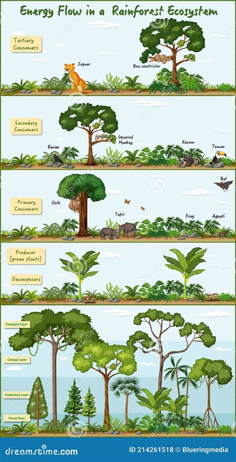 Ecosystem Diagram For Kids