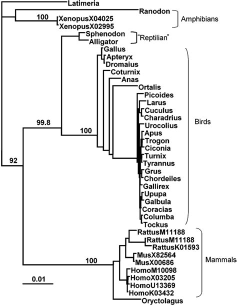 Phylogenetic Tree Obtained From The Fastme Method A And The