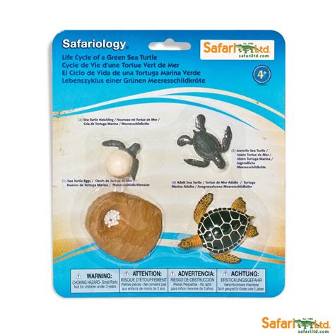 LIFE CYCLE OF A GREEN SEA TURTLE - Best Educational Infant Toys stores ...