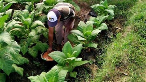 Harga Bibit Tembakau Di Pamekasan Naik Kali Lipat