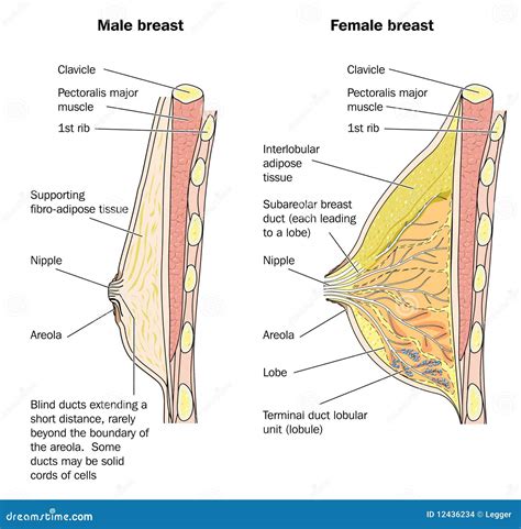 Anatomia Masculina E F Mea Do Peito Ilustra O Do Vetor Ilustra O De