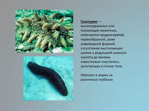 Тип Иглокожие - online presentation