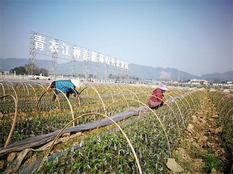 丹棱万年村：深山遇见“绿富美” 乡村振兴“趟新路” 眉山网－眉山新闻网－主流媒体 眉山门户