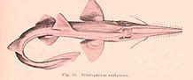 Sawshark - Wikipedia