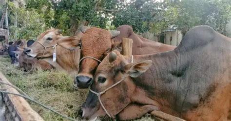 Stok Ternak Meugang Idul Adha Di Aceh Barat Dipastikan Mencukupi