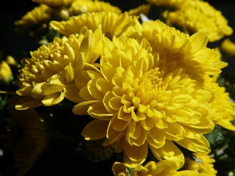 Chrysanthemen Pflanze Des Monats November Seezon DE