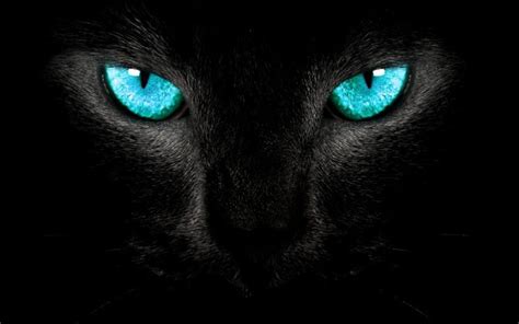 Black Panther Blue Eyes Wallpaper | Eyes wallpaper, Cat poems, Cat ...