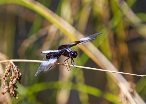Male Widow Skimmer dragonfly | Mike Powell