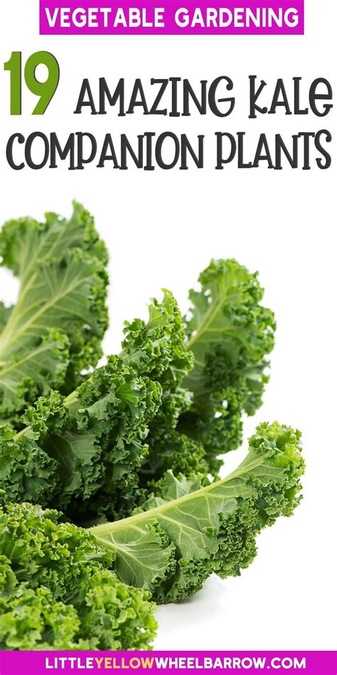 The Best Kale Companion Plants For A Robust Harvest Artofit