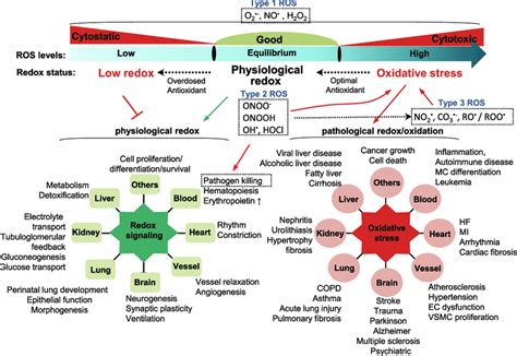 Cellular Ros Homeostasis And Their Pathophysiological Effects Cellular