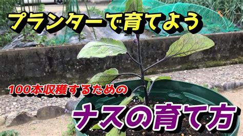 【ナス】プランターでたくさん収穫できる！ナスの育て方【家庭菜園】 Youtube