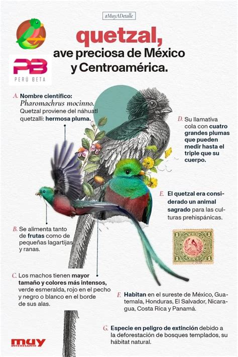 La Leyenda Del Quetzal El Tesoro De La Selva Maya Per Beta