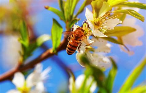 Apple Pollination Chart: A Guide With Simplified Steps for Success ...