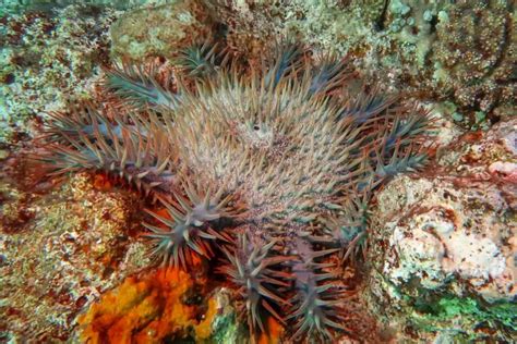 15 Dangerous Sea Creatures In The Philippines