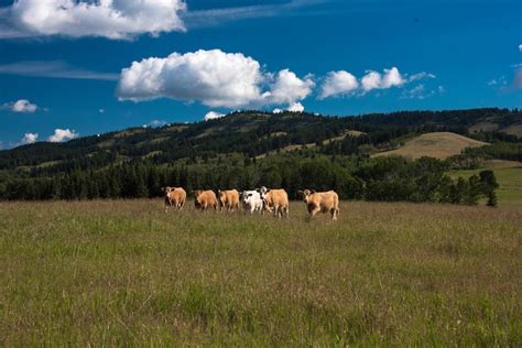 Top 9 Ranches To Stay Near Calgary, Canada - Updated 2024 | Trip101