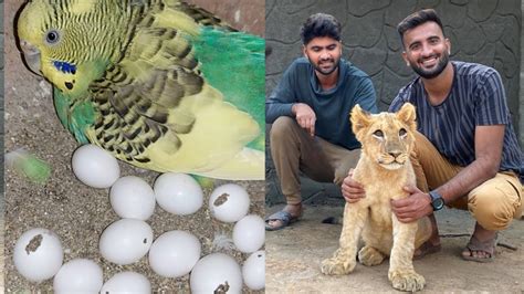 AUSTRALIAN PARROT COLONY KI PROGRESS BOHT SARE BACHE NIKAL AAYE