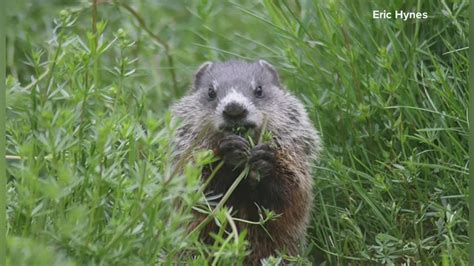 Exploring groundhog habits and hibernation in Maine | newscentermaine.com