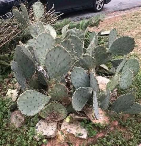 CÓMO ENRAIZAR Y PROPAGAR FÁCILMENTE UN CACTUS PASO A PASO Guía