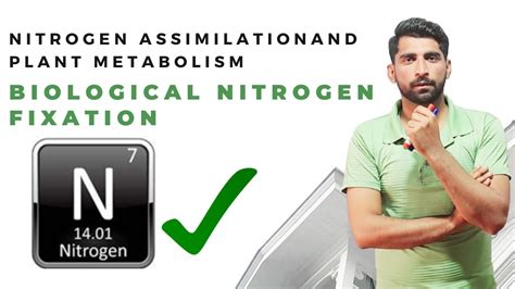 Biological Nitrogen Fixation Urdu Hindi By Mushtaq Saqib Youtube