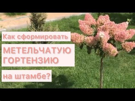 Как сформировать ГОРТЕНЗИЮ НА ШТАМБЕ , результат через два года - YouTube