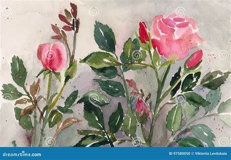 Pink Roses In The Garden Watercolor Sketch Stock Illustration