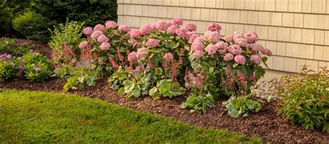 How To Plant Shrubs And Trees Graf Growers