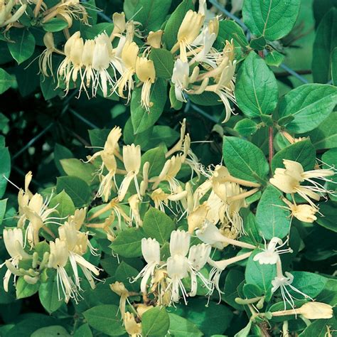 Lonicera Japonica ‘halliana Japanese Honeysuckle Climbing Plant