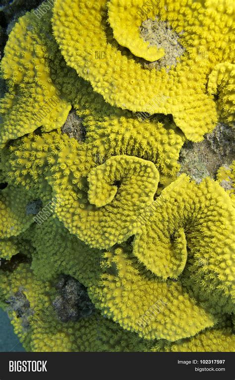 Coral Reef Yellow Image & Photo (Free Trial) | Bigstock