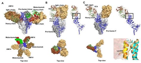 Prefusion Rsv F In Complex With Nabs A Docking Poses Of Motavizumab