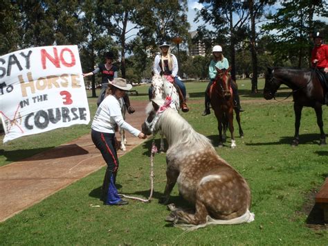 Save A Horse Australia Horse Rescue And Sanctuary No Horses For