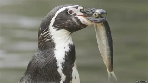 10 Características Sorprendentes De Algunos Animales Bbc News Mundo