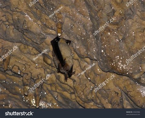 Bat Sleeping Hanged Cave Ceiling Stock Photo 25043986 | Shutterstock