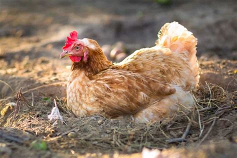 Egg Bound Chickens Common Causes Symptoms And Treatment