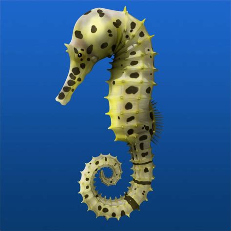 Seahorse Wallpapers Wallpaper Cave