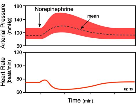 CV Physiology | Circulating Catecholamines