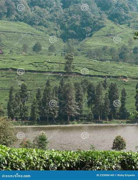 telaga  puncak cisarua bogor indonesia stock photo image  tree