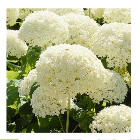 Hydrangea Arborescens Annabelle Shrub Perennial 1 X 1 Litre Pot Giant