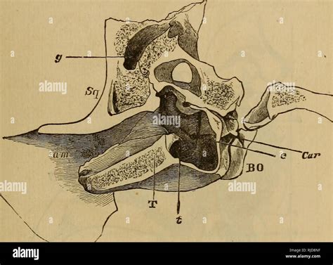 Foramen Lacerum High Resolution Stock Photography and Images - Alamy