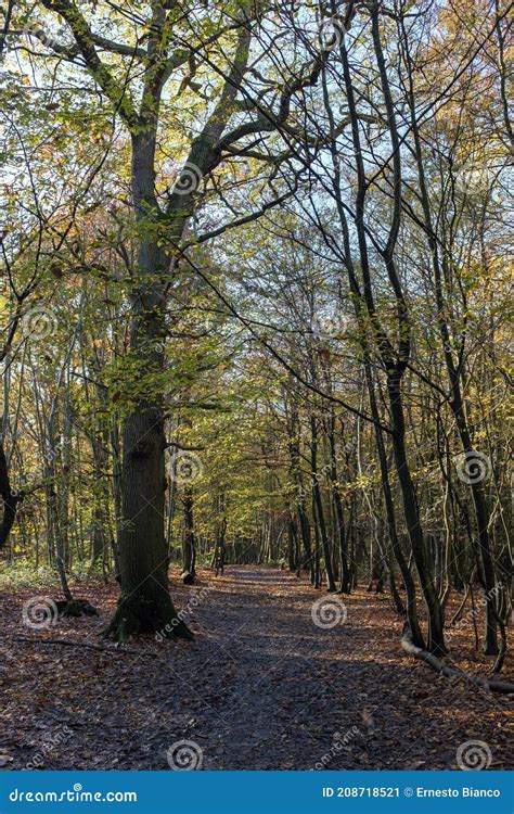 Stunning Trees Trent Park Uk Stock Image Image Of Plant Woodland