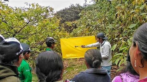 Vraem 167 Productores De Palta Se Capacitan En Manejo Integrado De