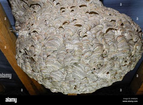 Wasp S Nest In An English Attic Showing The Detail Of How It Was Made