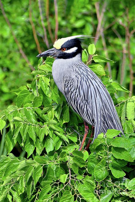 Yellow-crowned Night Heron Breeding Plumage Photograph by Regina