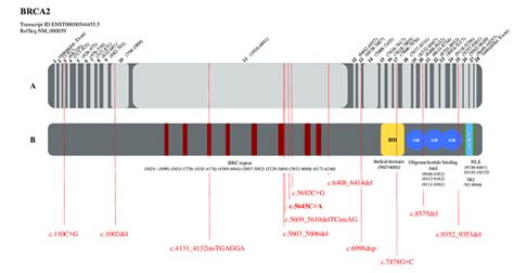 Localization of detected pathogenic variants in the BRCA2 gene (RefSeq ... 