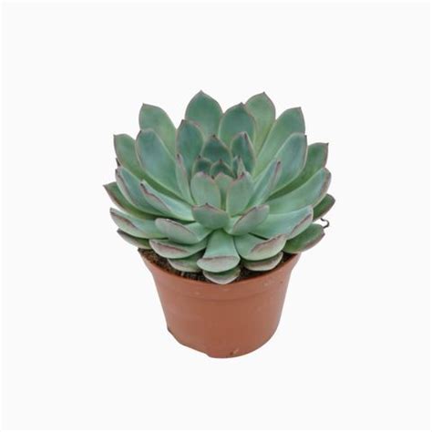 Echeveria Apus Bitkiler Toptan Satış FlorAccess