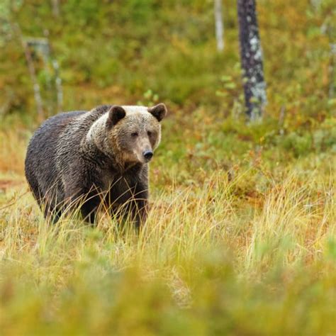 Alaska Wildlife Photos that Will Inspire You to Visit Southeast Alaska