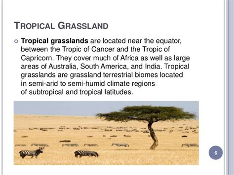 Grassland Ecosystem